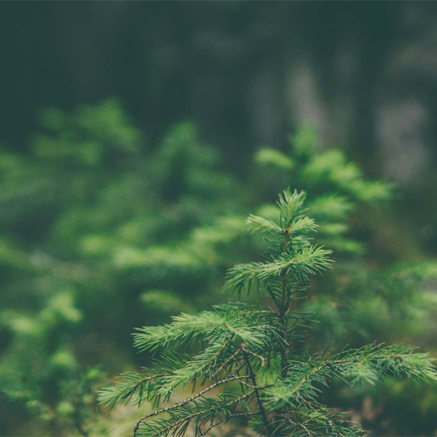 Holtzbrinck Buchverlage Holtzbrinck Buchverlage